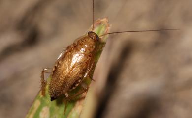 Margattea nimbata shirakii (Princis, 1969) 素木土蠊