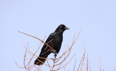 Corvus corone orientalis (Eversmann, 1841) 小嘴烏鴉