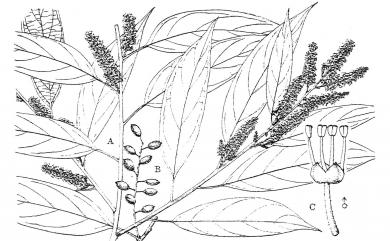 Antidesma japonicum var. acutisepalum (Hayata) Hurus. 南投五月茶
