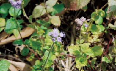 Ageratum houstonianum 紫花藿香薊