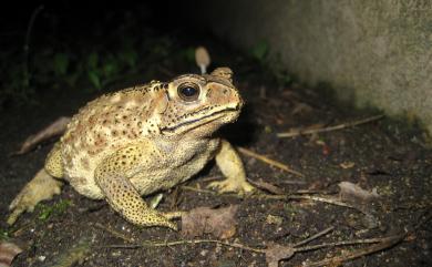 Duttaphrynus melanostictus (Schneider, 1799) 黑眶蟾蜍