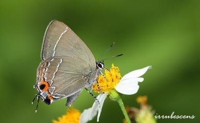 Satyrium eximium mushanum (Matsumura, 1929) 秀洒灰蝶