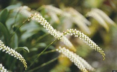 Phreatia morii Hayata 大芙樂蘭