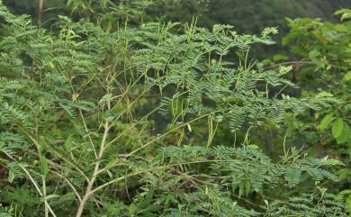 Indigofera galegoides 假大青藍