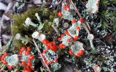 Cladonia 石蕊屬