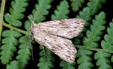 Speidelia formosa Ronkay, 2000 寶島波夜蛾