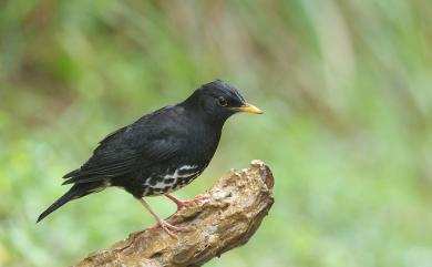 Turdus cardis Temminck, 1831 烏灰鶇