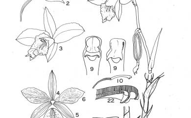 Arundina graminifolia (D.Don) Hochr. 葦草蘭