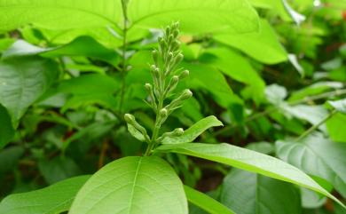 Quisqualis indica L. 使君子