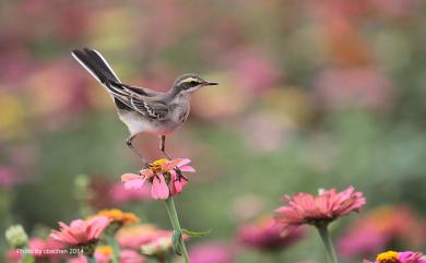 Motacilla tschutschensis taivana (Swinhoe, 1861) 東方黃鶺鴒(黃眉亞種)