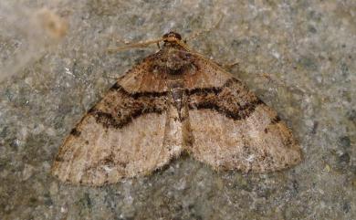 Anectropis semifascia (Bastelberger, 1909)