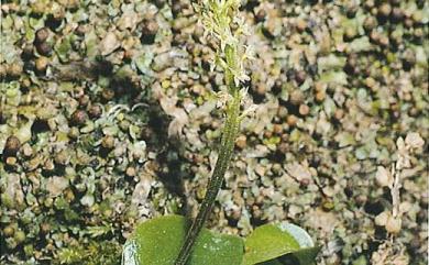 Oberonioides pusillus 小軟葉蘭