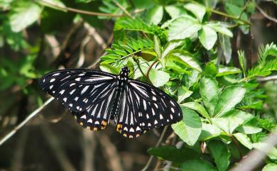 Papilio clytia Linnaeus, 1758 大斑鳳蝶