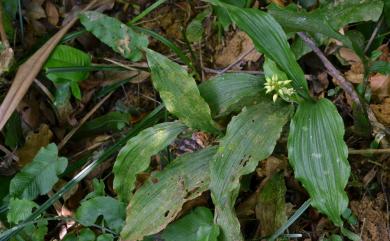 Tropidia nipponica 日本摺唇蘭