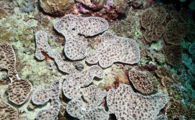Cladiella australis Macfadyen, 1936 南方小枝軟珊瑚