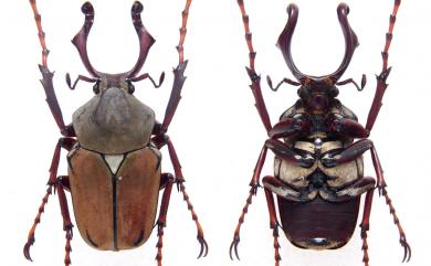 Dicronocephalus wallichii bourgoini Pouillaude, 1914 臺灣角金龜