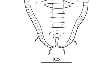 Aleuroclava kuwanai Takahashi, 1934 桑名棒粉蝨