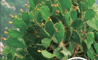 Opuntia monacantha (Willd.) Haw. 單刺仙人掌