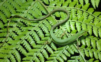 Takydromus sauteri Van Denburgh, 1909 梭德氏草蜥