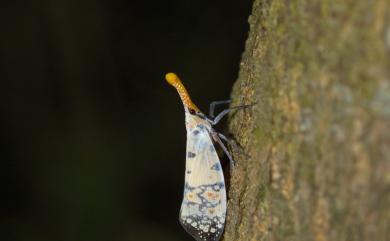 Pyrops watanabei (Matsumura, 1913) 渡邊氏東方蠟蟬