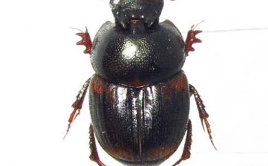 Onthophagus proletarius Harold, 1875 普羅駝渫蜣