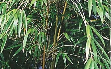 Yushania niitakayamensis (Hayata) Keng f. 玉山箭竹