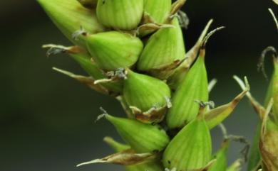 Carex pumila 小海米