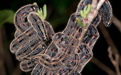 Andraca theae (Matsumura, 1909) 臺灣茶蠶蛾