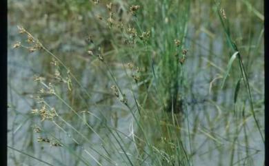 Fimbristylis dichotoma (L.) Vahl 竹子飄拂草