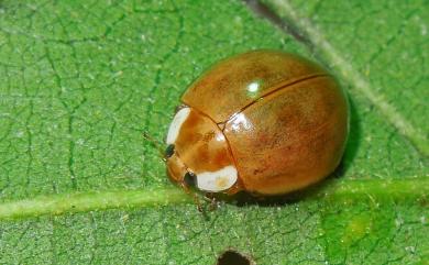 Harmonia yedoensis (Takizawa, 1917) 隱斑瓢蟲