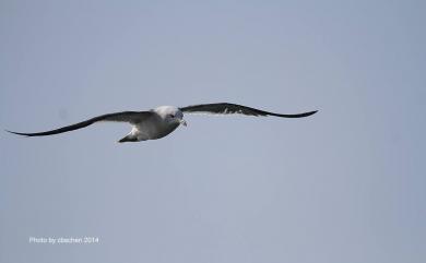 Larus crassirostris Vieillot, 1818 黑尾鷗