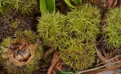 Castanopsis chinensis 桂林栲