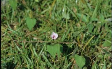 Ipomoea triloba L. 紅花野牽牛