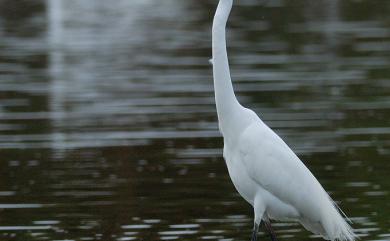 Ardea alba modesta Gray, 1831 大白鷺