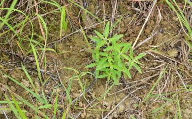 Knoxia corymbosa Willd. 諾氏草