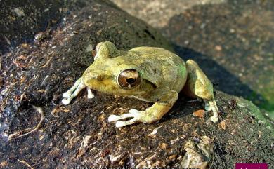 Buergeria robusta (Boulenger, 1909) 褐樹蛙