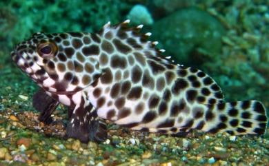 Epinephelus quoyanus (Valenciennes, 1830) 玳瑁石斑魚