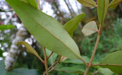 Scurrula liquidambaricolus (Hayata) Danser 大葉桑寄生