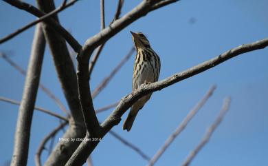Anthus hodgsoni yunnanensis Uchida & Kuroda, 1916 樹鷚