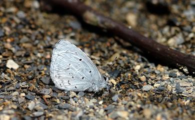 Celastrina lavendularis himilcon (Fruhstorfer, 1909) 細邊琉灰蝶