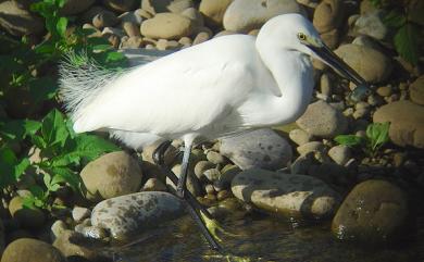 Egretta garzetta (Linnaeus, 1766) 小白鷺