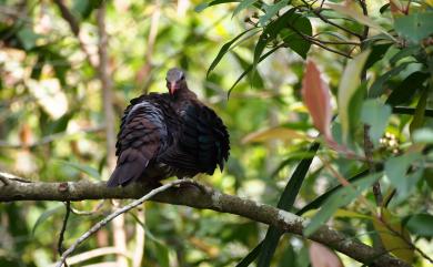 Chalcophaps indica (Linnaeus, 1758) 翠翼鳩