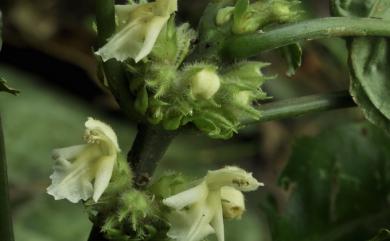 Paraphlomis tomentosocapitata 絨萼舞子草