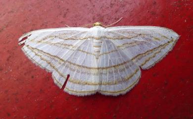 Orthocabera sericea sericea Butler, 1879 褐黃斜帶尺蛾