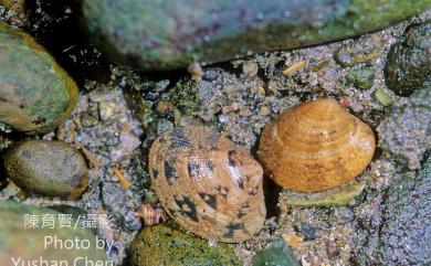 Ruditapes philippinarum (Adams & Reeve, 1850) 菲律賓簾蛤