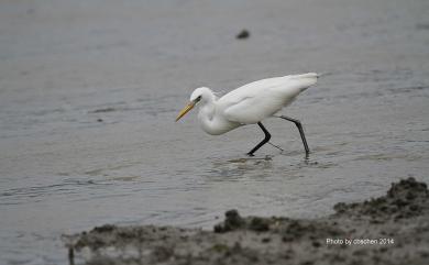 Egretta eulophotes (Swinhoe, 1860) 唐白鷺