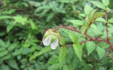 Rubus croceacanthus var. croceacanthus H.Lév. 虎婆刺