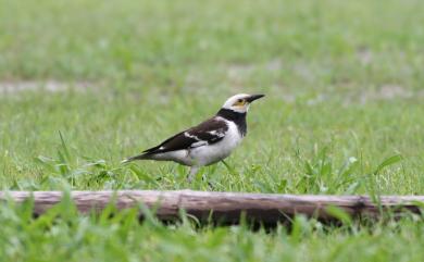 Gracupica nigricollis Paykull, 1807 黑領椋鳥