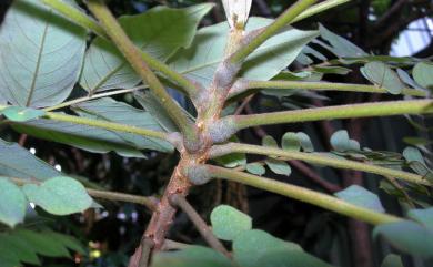 Averrhoa bilimbi L. 木胡瓜
