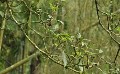 Pittosporum daphniphylloides Hayata 大葉海桐